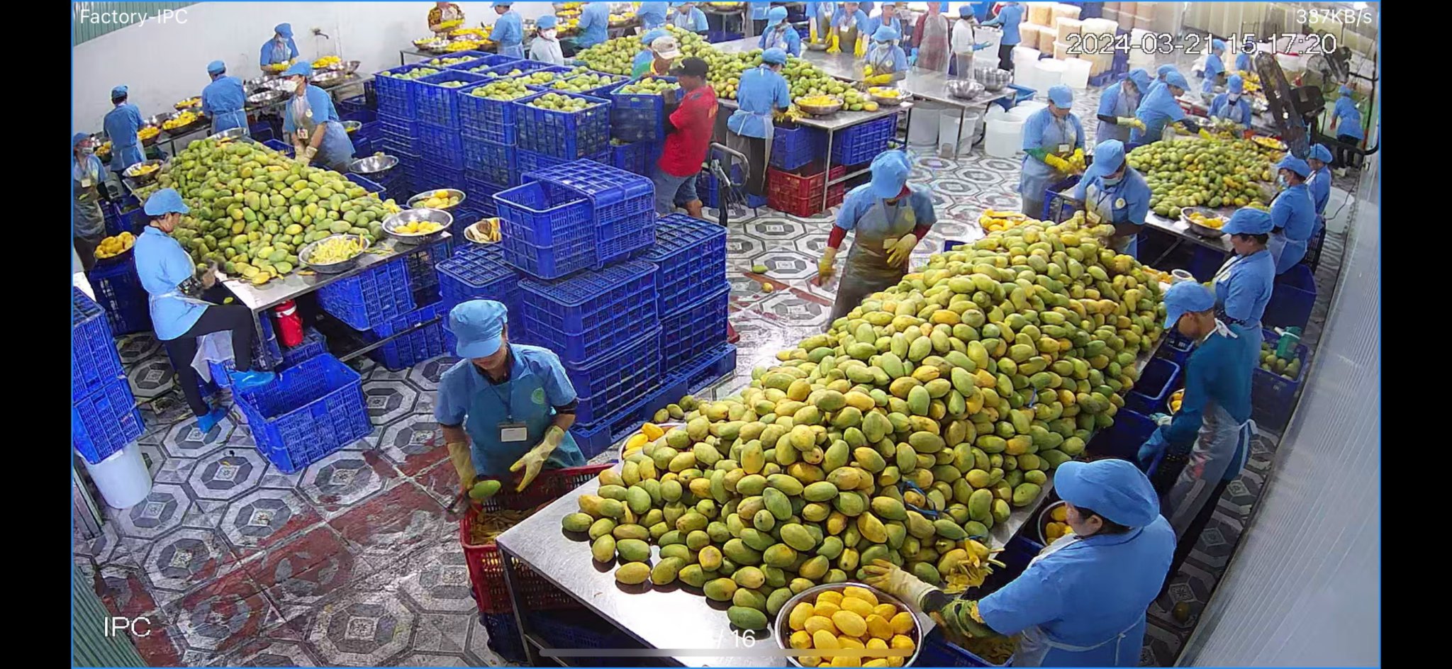 Workers sorting fruit