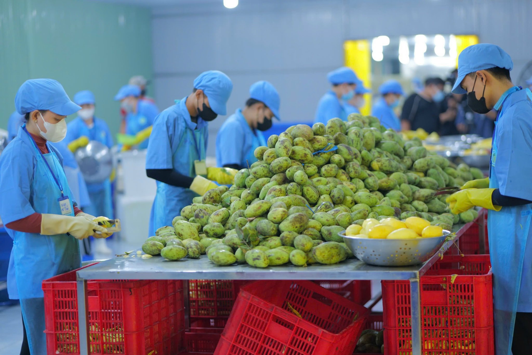 Factory fruit handling